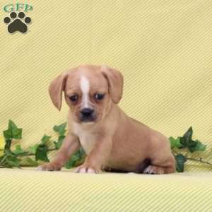 BJ, Boston Terrier Mix Puppy